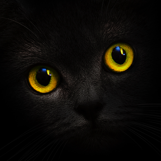Blackcatcard logo