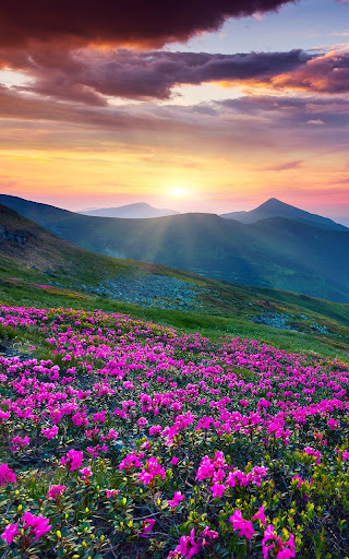 山の花ライブ壁紙 By Live Wallpaper Hq Google Play Japan Searchman App Data Information