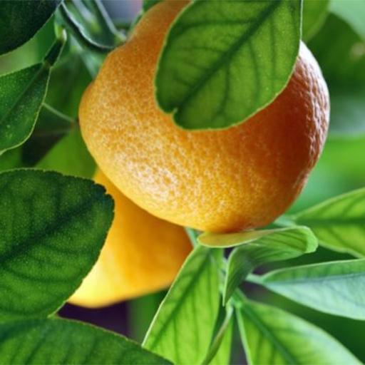 Lemon Benefits logo