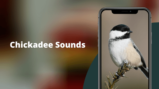 Chickadee Sounds Screen 2