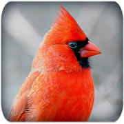 Cardinal bird sounds
