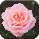 Free Flowers Jigsaw Puzzles icon