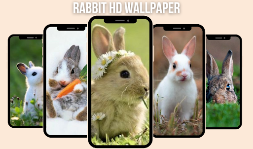 Cute Rabbit Wallpaper HD