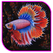 Best Ornamental Betta Fish