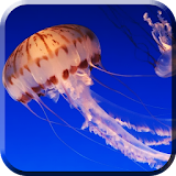 Violet Jellyfish LiveWP icon