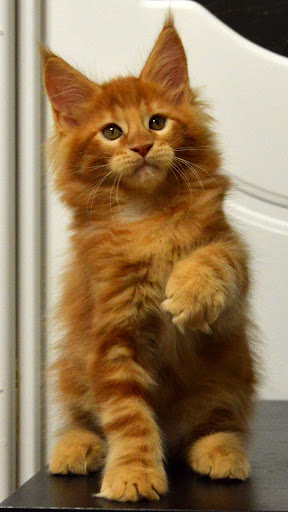 Android application Maine Coon Wallpapers screenshort