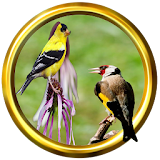 Canary and Goldfinch icon