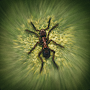 Bug Smasher - Ant Smasher