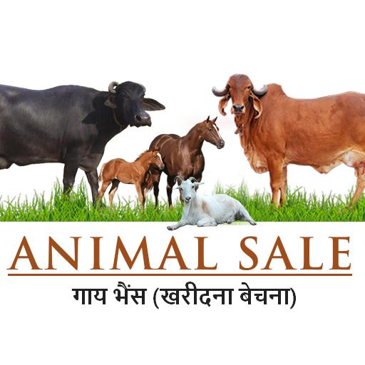 गाय भैंस : खरीदे बेचें logo