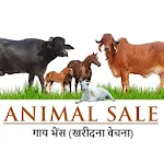 Animal Selling :  गाय भैंस (खरीदना बेचना) Apk