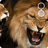 lions live wallpaper icon