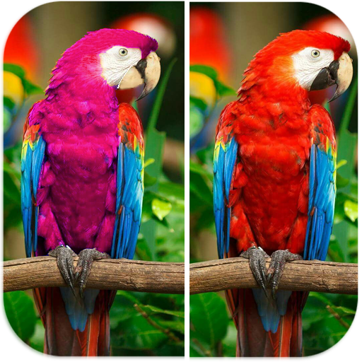 Spot Difference - Bird Puzzle