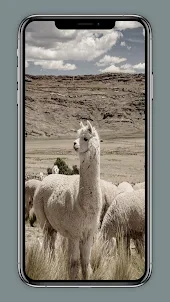 Llama Backgrounds