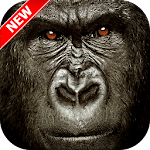 Cover Image of Download Gorilla Wallpaper 1.0.0 APK