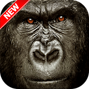 Top 19 Personalization Apps Like Gorilla Wallpaper - Best Alternatives