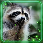 Cover Image of Download Raccoons Cute Live Wallpaper  APK