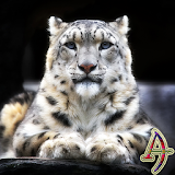 Snow Leopard XZ Theme icon