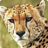 Cheetah live wallpaper icon