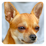 Cover Image of Download Cute Dogs Live Wallpaper 1.2 APK