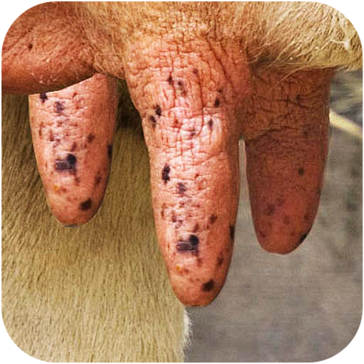 Milk The Cow Descarga en Windows