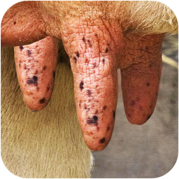 Milk The Cow: Download & Review