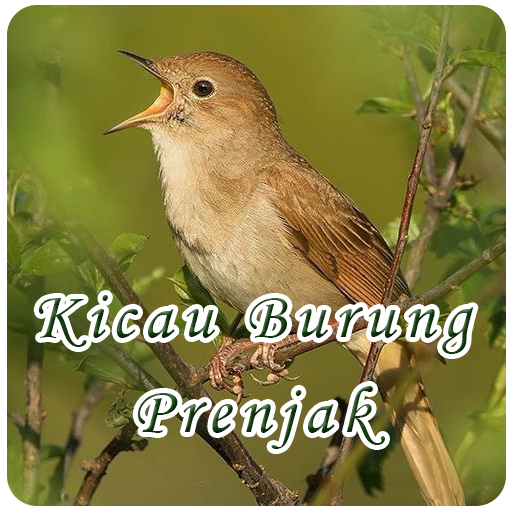 Suara Kicau Burung Prenjak logo
