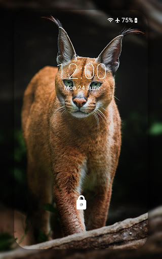 Lynx wallpaper