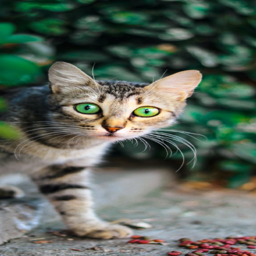 Cute Cat Wallpapers HD logo