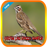 Chirping Lark Sparrow Champion icon