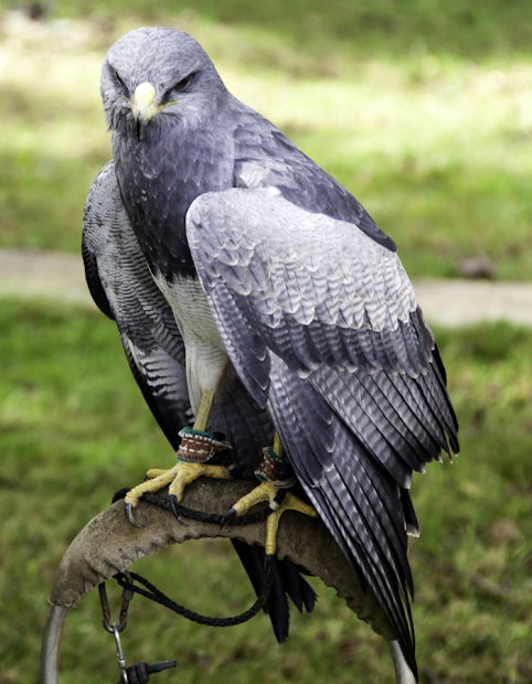 Imágen 4 Golden Eagle The Giant Bird android