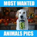 Most Wanted Animal Wallpapers icon