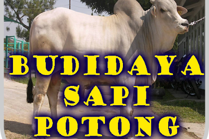 budidaya sapi brahman