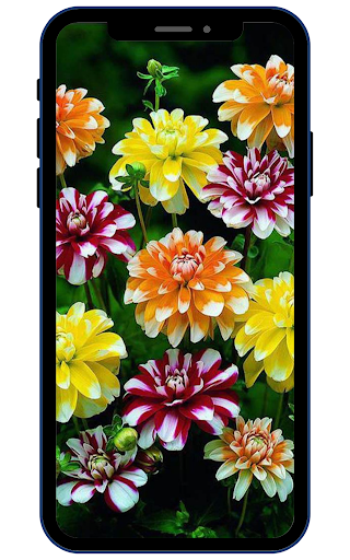 Dahlia Flower Wallpaper HD Screen 3