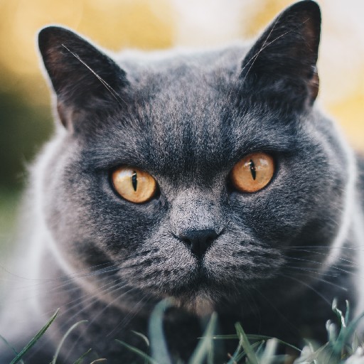 British Shorthair logo