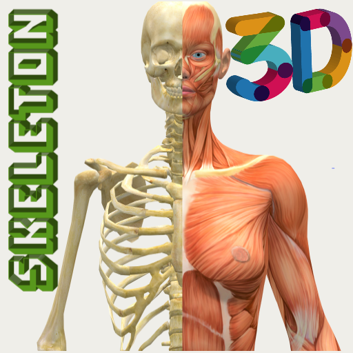 Human Skeleton 3D ( Anatomy )  Icon