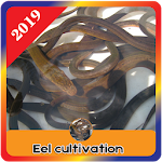 Cover Image of Descargar Eel Cultivation  APK