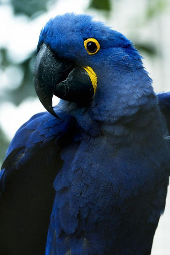 Download Hyacinths Macaw Wallpapers HD Free for Android - Hyacinths Macaw  Wallpapers HD APK Download 