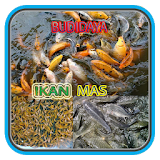 Budidaya Ikan Mas icon