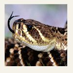 Cover Image of ダウンロード Rattlesnake  APK