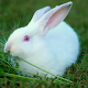 Cute Bunny Live Wallpaper PRO Windows에서 다운로드