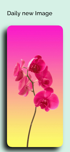 Vivo Y51  Wallpapers