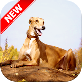 Greyhound Wallpapers icon