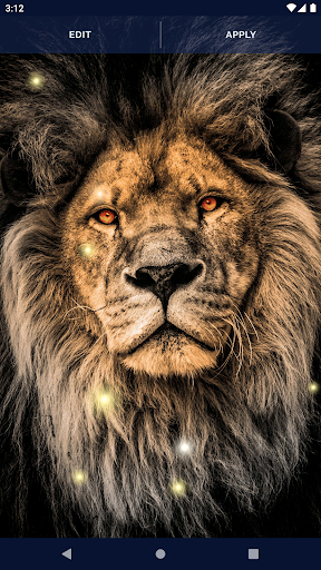 Lion Wallpapers - Apps on Google Play