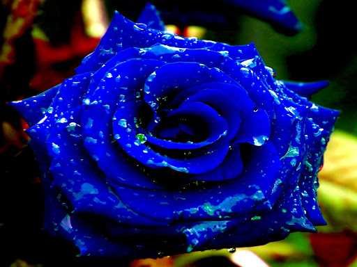 Blue Rose Wallpapers 6