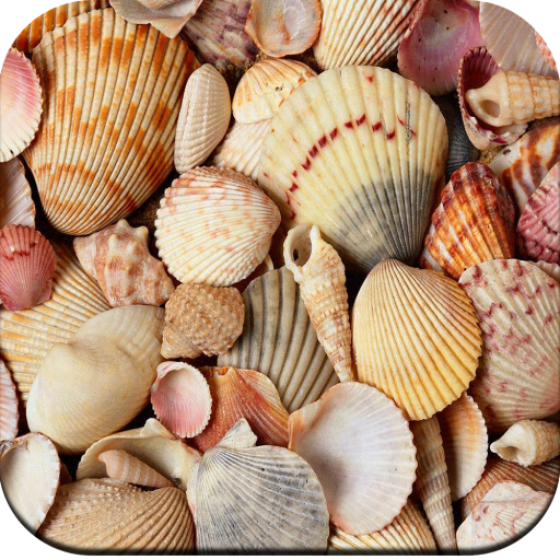 HD Seashell Wallpaper - AppWisp.com