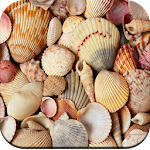 Cover Image of Download HD Seashell Wallpaper  APK