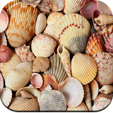 HD Seashell Wallpaper icon