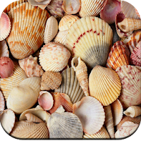 HD Seashell Wallpaper