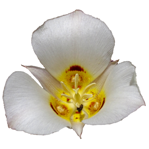 Utah Wildflowers logo