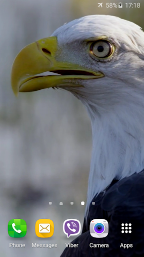 Eagle 3D Video Live Wallpaper Screen 3